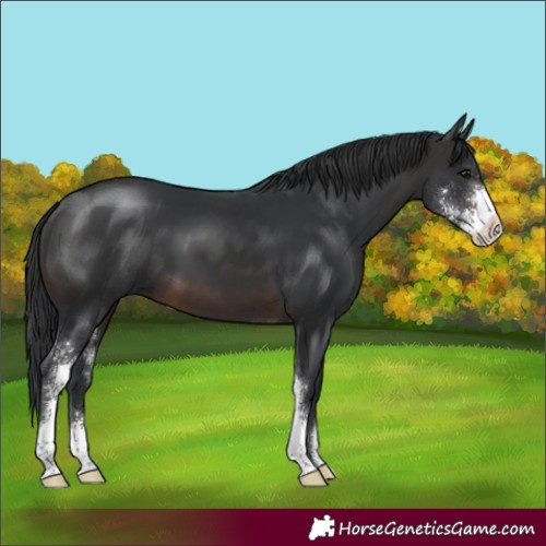 Horse Color:Brown Sabino