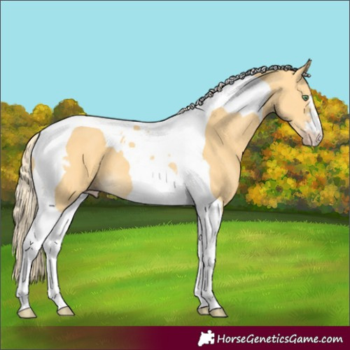 Horse Color:Gold Cream Champagne Tobiano 
