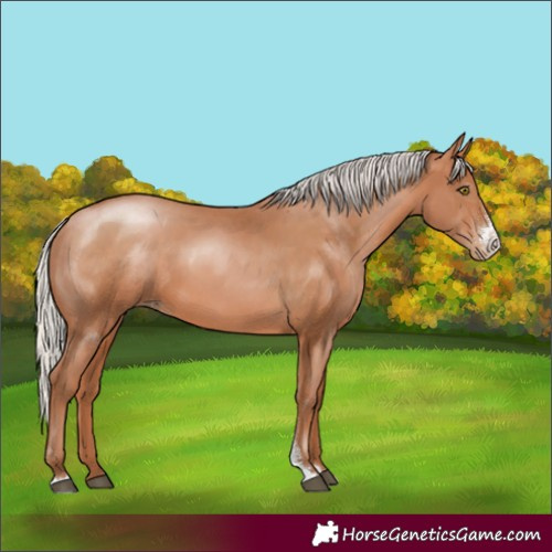 Horse Color:Silver Bay Pearl Sabino 