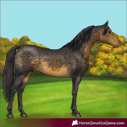 Horse Color:Buckskin