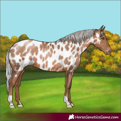 Horse Color:Silver Brown Pearl Appaloosa 
