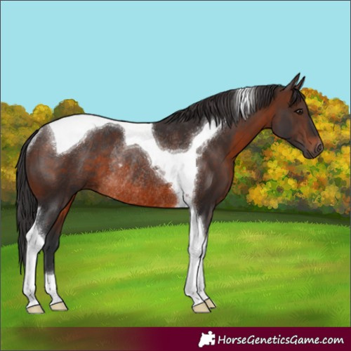 Horse Color:Brown Tobiano Rabicano