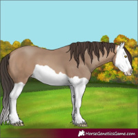 Horse Color:Sable Champagne Splash