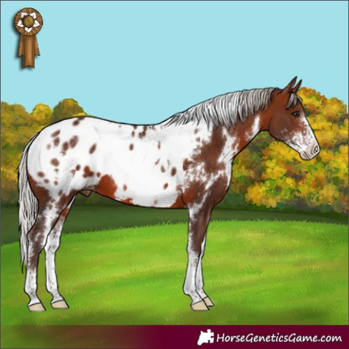 Horse Color:White Spotted Silver Brown Sabino Appaloosa 
