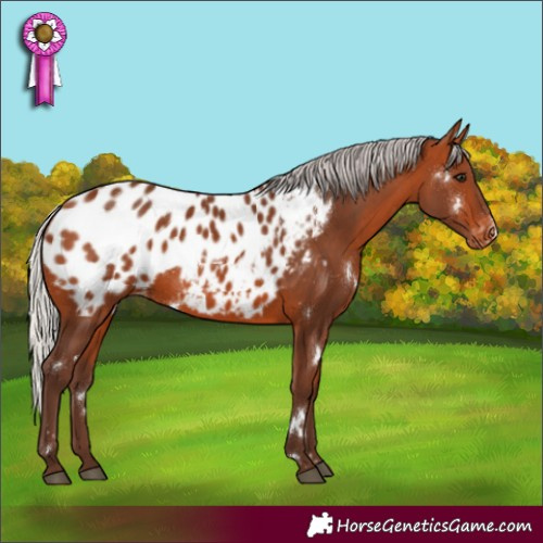 Horse Color:White Spotted Silver Bay Appaloosa Rabicano