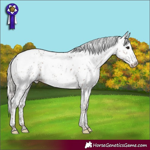 Horse Color:Silver Black Sabino Appaloosa Rabicano