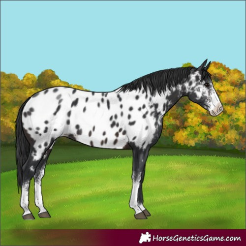 Horse Color:Brown Sabino Appaloosa 