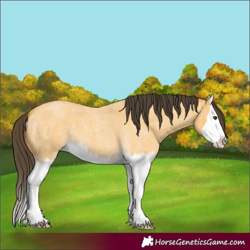 Horse Color:Buckskin Roan Dun Splash 