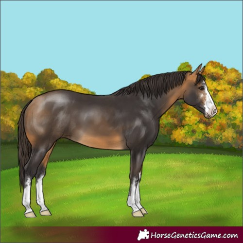 Horse Color:Buckskin 