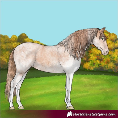 Horse Color:White Spotted Gold Champagne