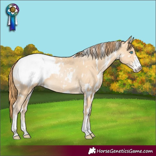 Horse Color:White Spotted Buckskin Pearl Sabino Appaloosa 