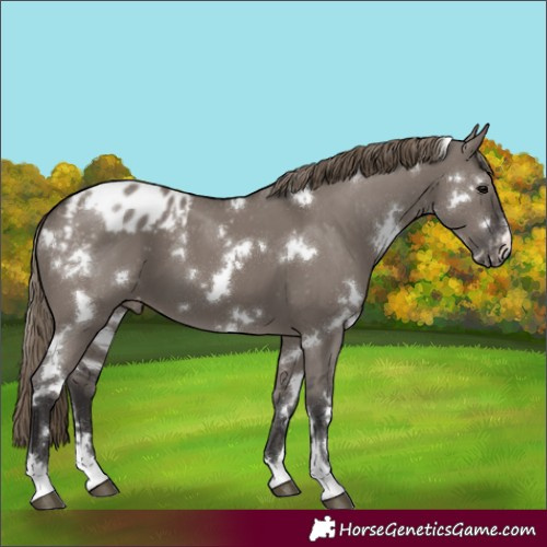 Horse Color:White Spotted Smoky Grullo Appaloosa 