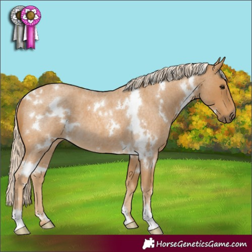 Horse Color:White Spotted Palomino Roan 