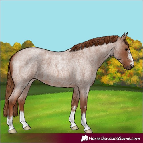 Horse Color:Red Roan