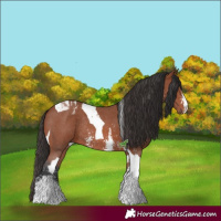 Horse Color:Bay Sabino Rabicano and Bay Sabino Tobiano Rabicano