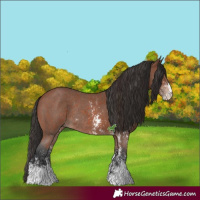 Horse Color:Bay Sabino Rabicano and Brown Sabino Rabicano
