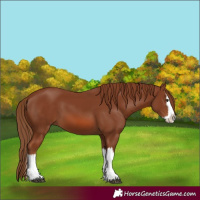 Horse Color:Chestnut Splash