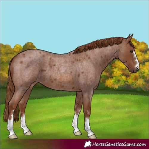 Horse Color:Red Roan 