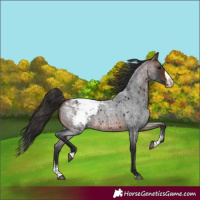 Horse Color:Brown Roan Sabino Splash Snowcap