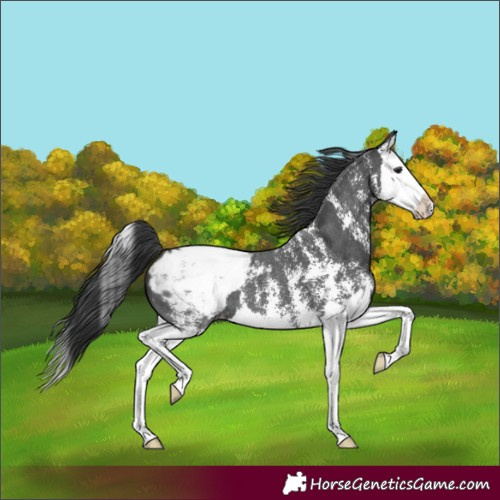 Horse Color:Black Sabino Splash Appaloosa 