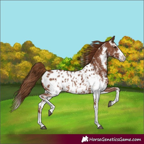 Horse Color:Chestnut Sabino Splash Appaloosa 