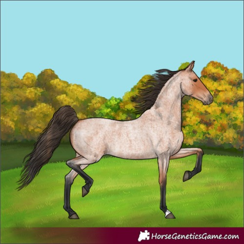 Horse Color:Bay Roan 
