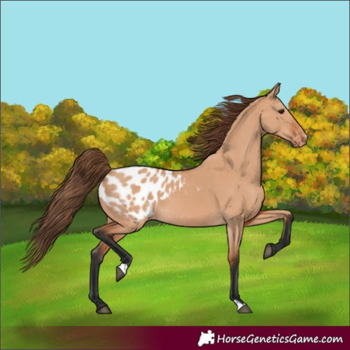 Horse Color:Bay Dun Appaloosa 