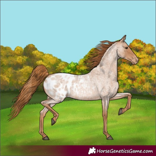 Horse Color:Red Roan Appaloosa 