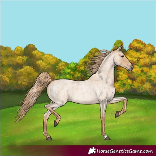 Horse Color:Red Roan