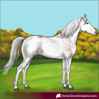 Horse Color:White Spotted Silver Bay Splash