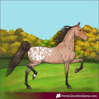 Horse Color:Bay Roan Blanket 