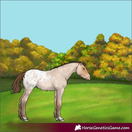 Horse Color:Amber Champagne Roan Appaloosa 