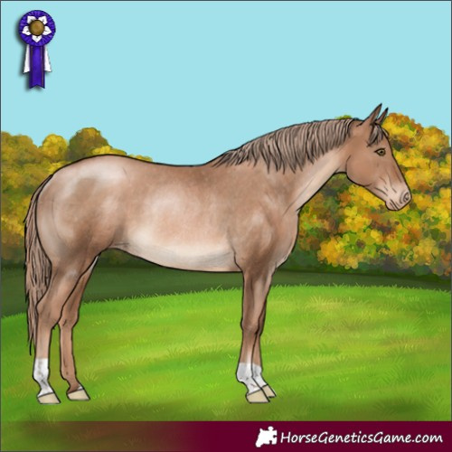 Horse Color:Liver Chestnut Pearl Appaloosa Rabicano