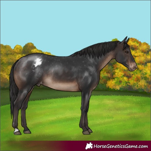 Horse Color:Brown Appaloosa Rabicano