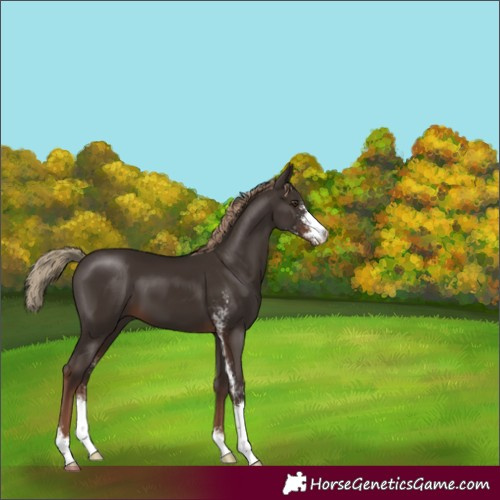 Horse Color:Liver Chestnut Sabino 