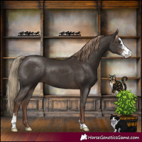 Horse Color:Liver Chestnut Sabino