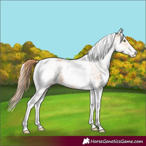 Horse Color:White Spotted Gold Champagne Tobiano 