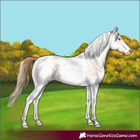 Horse Color:White Spotted Gold Champagne Tobiano 