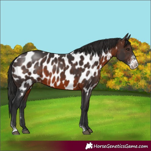 Horse Color:Brown Sabino Appaloosa Rabicano