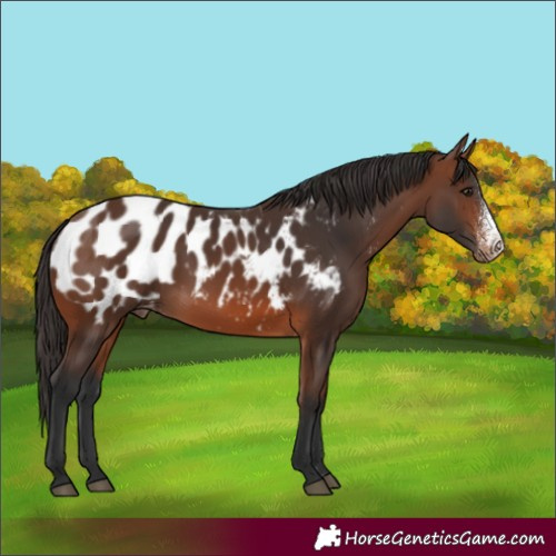Horse Color:Brown Sabino Appaloosa 