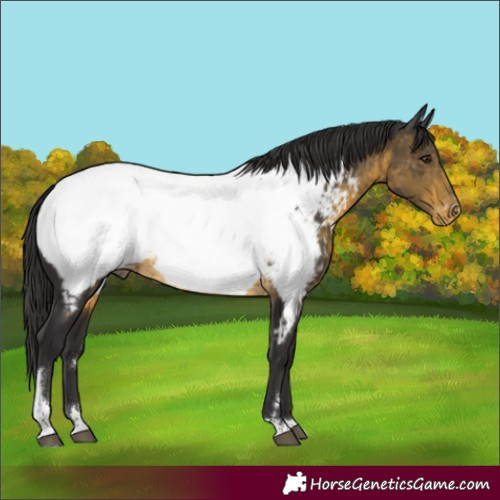 Horse Color:Buckskin Tobiano Appaloosa Rabicano 
