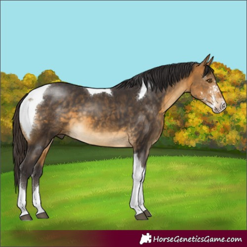 Horse Color:Buckskin Sabino Tobiano 