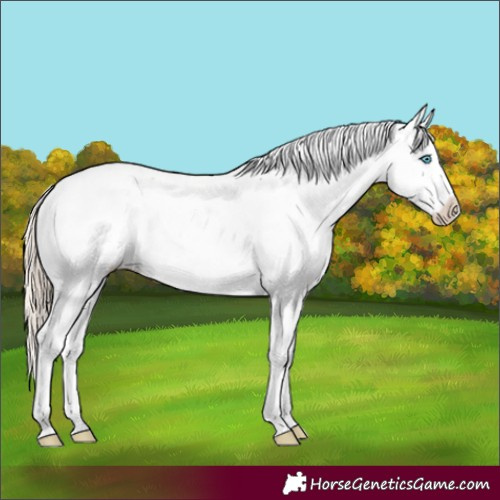 Horse Color:Perlino Sabino