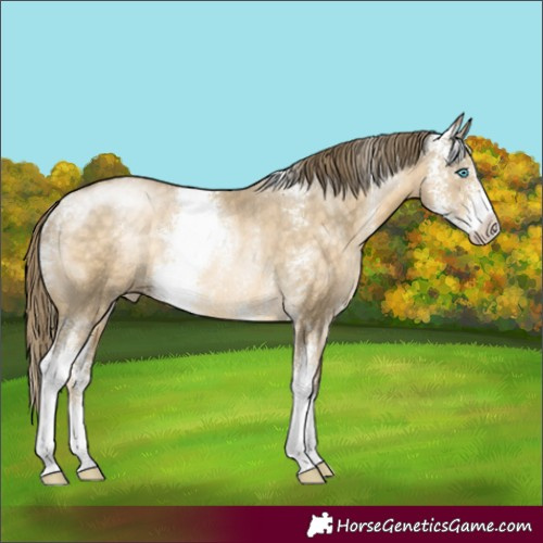 Horse Color:Buckskin Pearl Sabino Rabicano 