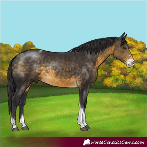 Horse Color:Buckskin Sabino Tobiano Rabicano