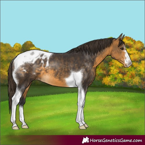 Horse Color:Buckskin Tobiano Appaloosa 