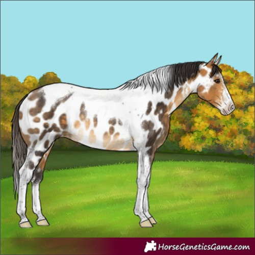 Horse Color:Buckskin Sabino Tobiano Appaloosa Rabicano 