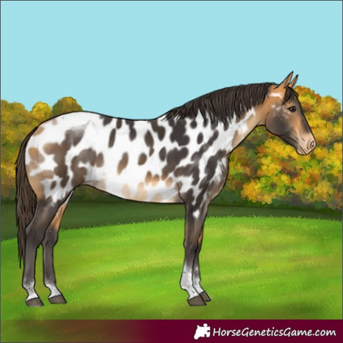 Horse Color:Buckskin Tobiano Appaloosa 
