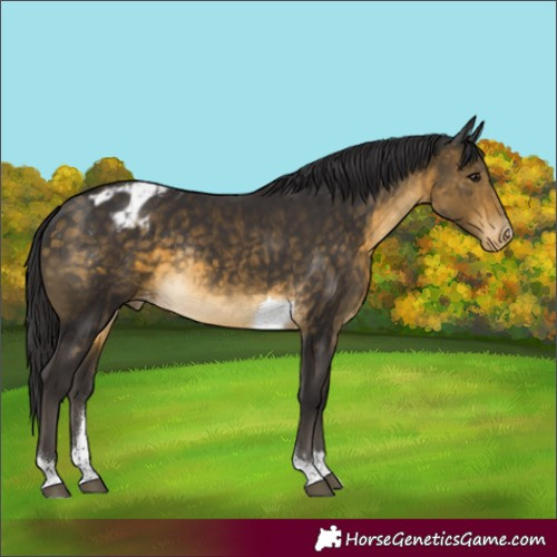 Horse Color:Buckskin Tobiano Appaloosa Rabicano