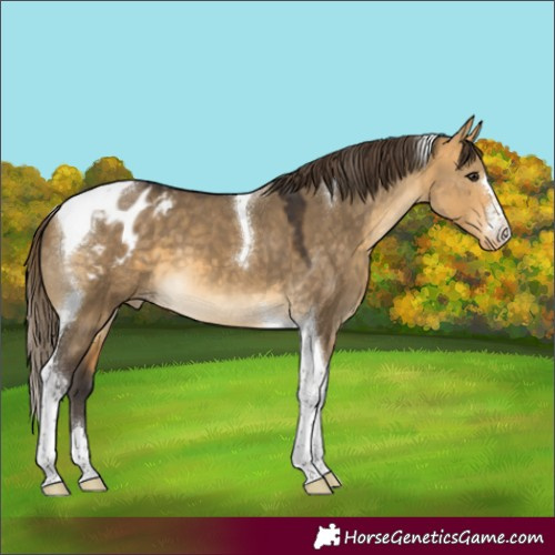 Horse Color:Buckskin Dun Tobiano Appaloosa 